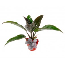 Philodendron Green Congo